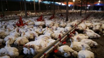 بـ 68 جنيهًا.. أسعار الفراخ البيضاء اليوم الأربعاء في بورصة الدواجن والأسواق المصرية